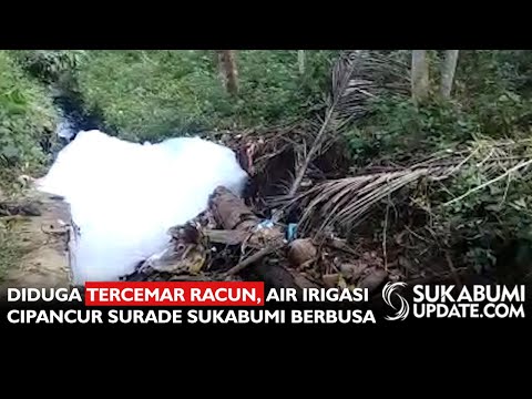Video: Diduga Tercemar Racun, Air Irigasi Cipancur Surade Sukabumi Berbusa