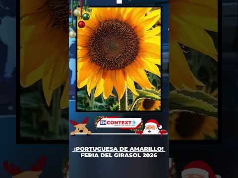 ¡El espectáculo amarillo vuelve a Portuguesa! 🌻✨