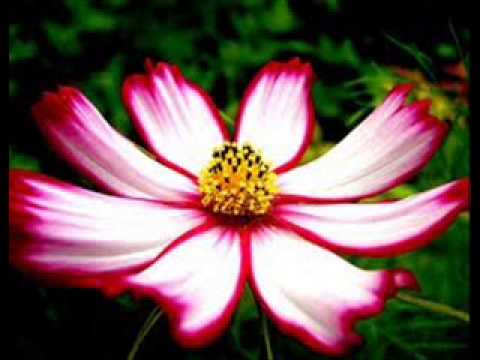 Priya Sooriyasena ..Sanda tharaka handavee...(සඳ තාරකා හඬාවී කඳු මීදුමෙන් එහා)Priya Sooriyasena