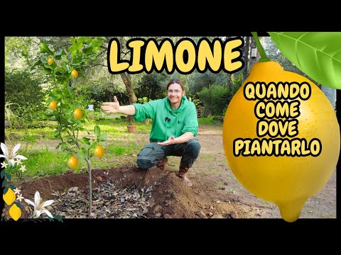 Cosa DEVI SAPERE prima di PIANTARE un LIMONE in giardino? | Tutorial Giardinaggio
