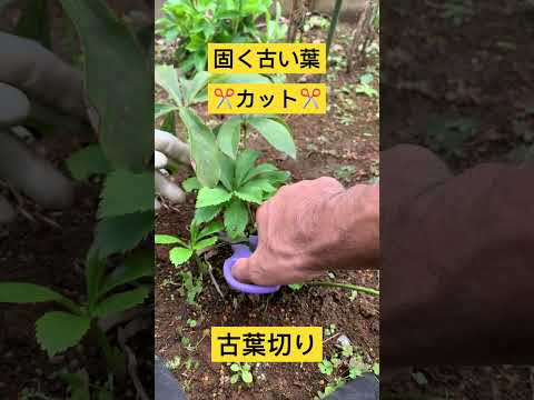 クリスマスローズを再び咲かせるにはどうすればいいですか？私たちのシンプルなアドバイス！  庭園