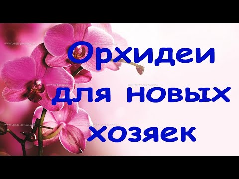 Срезаю ДЕТКИ орхидей на ЦВЕТОНОСАХ.Орхидеи для новых хозяек.