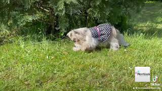 Šaty puntíkované pro fenky 28-32cm černá