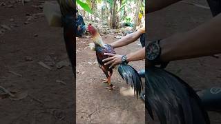 Download lagu ayam pvkvl dan pakhoy drumband #ayamtarung #ayamlaga #aseelmurga mp3 Download lagu ayam pvkvl dan pakhoy drumband #ayamtarung #ayamlaga #aseelmurga mp3