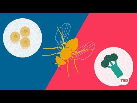 How you can make a fruit fly eat veggies