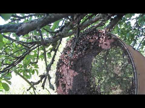 Пчеловодство.Роеловство.В какую роевню удобно и быстро можно посадить рой.#Роеловсто#рой_пчёл#Shorts