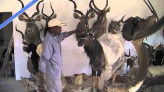 Nylstroom Taxidermy of South Africa
