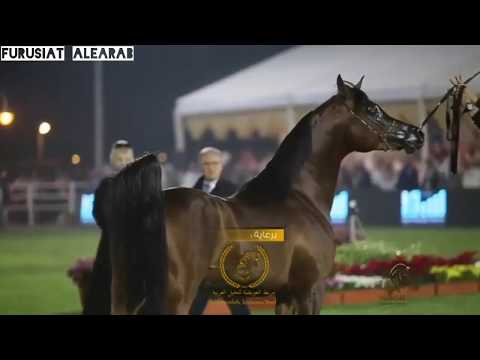 الفحل رازي الخالدية - Razi AL Khalediah