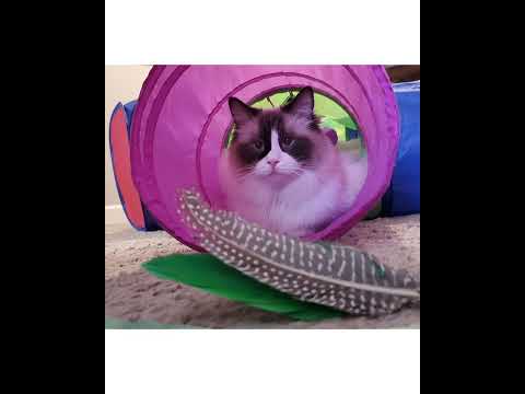 Crystal the Pet Nanny. LLC video.