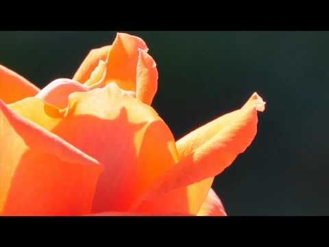 Aerium - Aftersurf (Forerunners vs. Little Fluffy Clouds Edit)