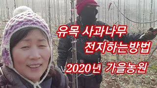 [사과재배방법]  사과나무가지치기  유목 고밀식재배