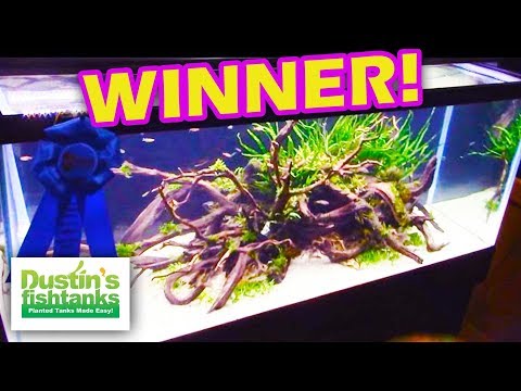 Aquascaping Contest Winners, Aquatic Experience 2015 Video