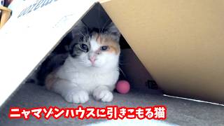 三毛猫フミ姫　ニャマゾンハウスに引きこもる🏠😽