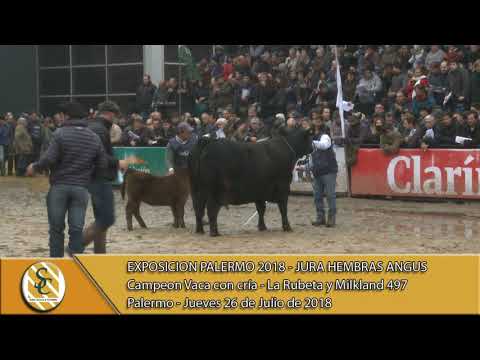 26-07-18 Campeonato Vaca con cría - Jura Hembra Angus - Palermo