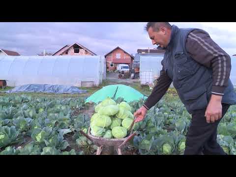 PRIJEDORSKI KUPUS SVE ZASTUPLJENIJI NA TRŽIŠTU