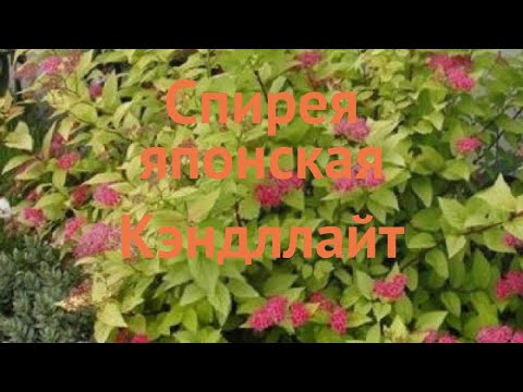 download lagu mp3 mp4 Spiraea Candlelight, download lagu Spiraea Candlelight gratis, unduh video klip Spiraea Candlelight