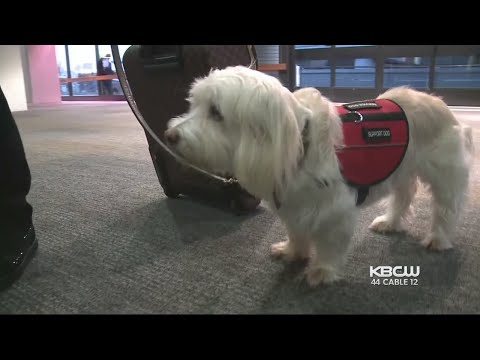 Delta Airlines Cracks Down on Passengers with Pets