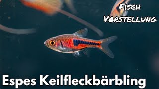 Espes Keilfleckbärbling - Trigonostigma espei | Liquid Nature Fisch Vorstellung