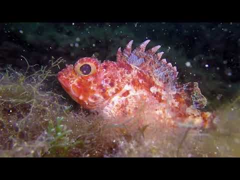 Scorpaena notata