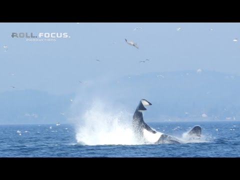 Transient orca punts a seal 80 feet into the air near Victoria, BC! Video