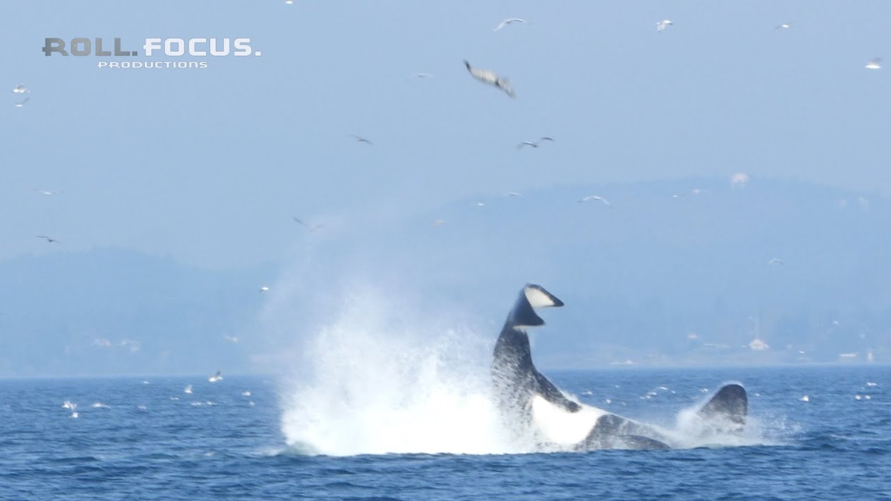Putar video Transient orca punts a seal 80 feet into the air near Victoria, BC! sekarang Transient orca punts a seal 80 feet into the air near Victoria, BC!