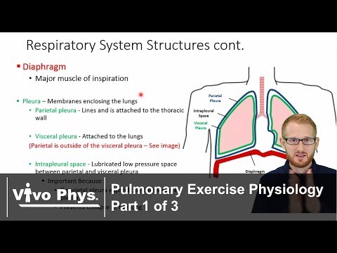 Pulmonary Exercise Physiology Part 1 of 3 - Breathing and Respiration