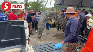 Download lagu Buaya yang diduga menelan gadis muda akhirnya ditangkap di Sarawak mp3