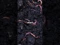 What Happens to Your Body After Burial? #youtubeshorts#shorts #knowledge
