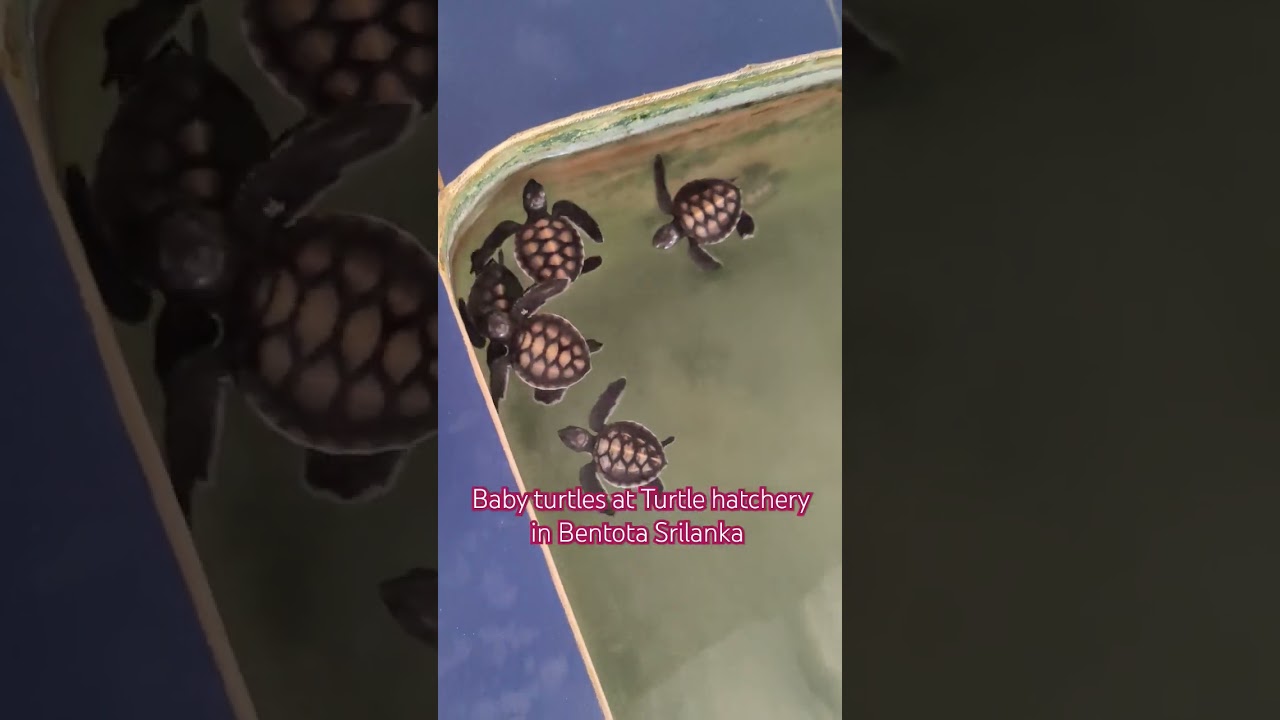 YouTube Short thumbnail