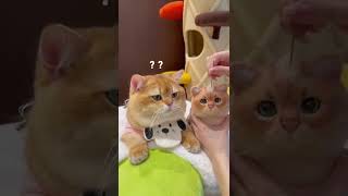 Những chú mèo ngộ nghĩnh, vui nhộn, TiktokTrungQuốc#mèo#tiktok#hàihước#4