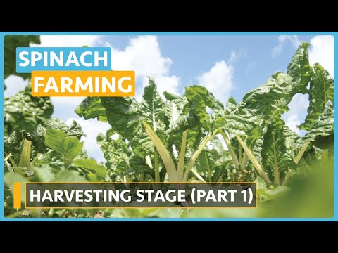 Spinach Farming Lesson 1 Introduction and Seed Selection