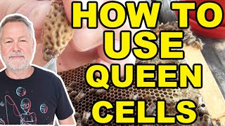 Beekeeping | How To Harvest Your Own Swarm Cells & How To Mark Your Queen