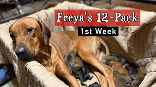 Video preview image #1 Labrador Retriever-Rhodesian Ridgeback Mix Puppy For Sale in FRESNO, CA, USA