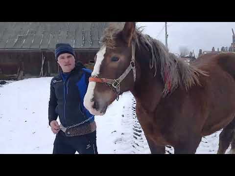 Mânză Semigreu Românesc tip Breton, 1 an și 6 luni, caută stăpân | Râșca, Cluj 🐴