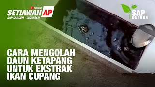 Download lagu Cara Mengolah Daun Ketapang Menjadi Ekstrak Daun Ketapang Untuk Ikan Cupang mp3