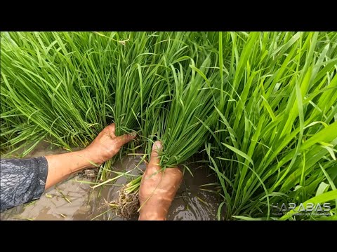 EP690-P1 - Pagbunot ng Punla | Occ. Mindoro