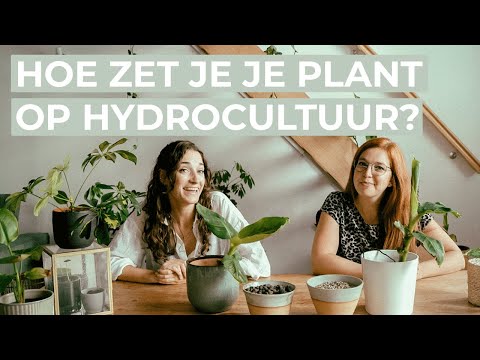 , title : 'Hoe zet je een plant op hydrocultuur?'