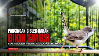 Download lagu Burung Ciblek SEMI Gacor NGEBREN Untuk Pancingan Ciblek dan MASTERAN BURUNG Kesayangan Anda mp3 Download lagu Burung Ciblek SEMI Gacor NGEBREN Untuk Pancingan Ciblek dan MASTERAN BURUNG Kesayangan Anda mp3