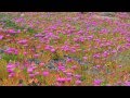The Scent of Spring - Curtis Macdonald - New Age/Chill/Romantic Music