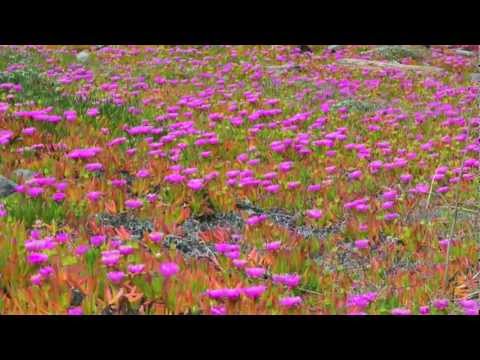 The Scent of Spring - Curtis Macdonald - New Age/Chill/Romantic Music