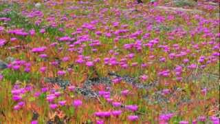 The Scent of Spring - Curtis Macdonald - New Age/Chill/Romantic Music