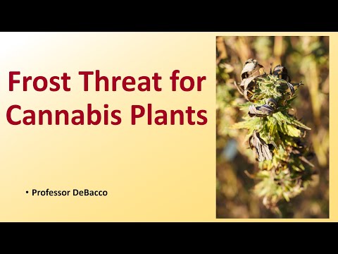 Frost Threat for Cannabis Plants