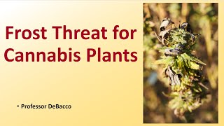 Frost Threat for Cannabis Plants