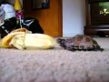 Baby Turtle Eating a Banana (and Chewing Loudly)