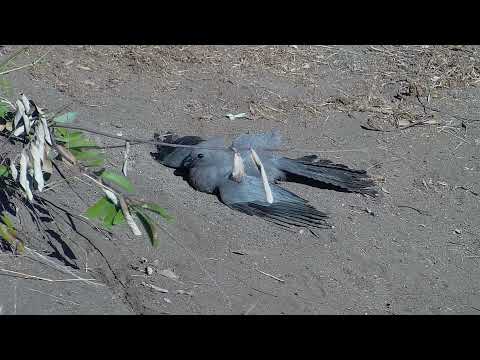 Ranger Insights | Grey Go Away Bird