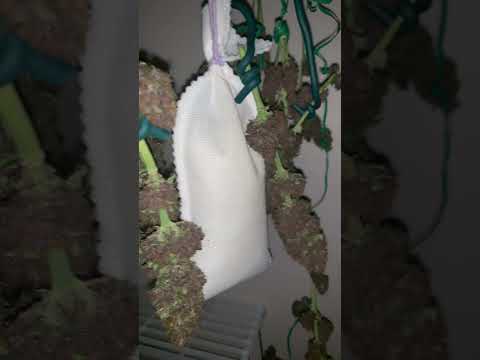 Purple lemonade auto