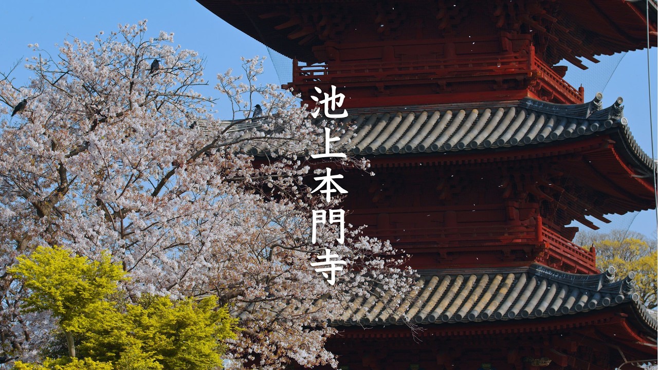 The Sakura of Ikegami Honmon-ji