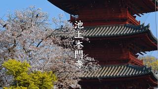 The Sakura of Ikegami Honmon-ji video preview