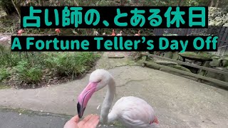 【人間に疲れたので動物に癒してもらう￼】の巻