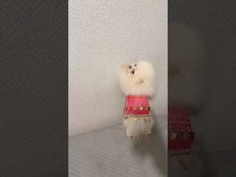Shakira Shakira is that you 😂 😂 #pomeranian #puppy #fyp #viral #viralvideo #dog #dogshorts #pets